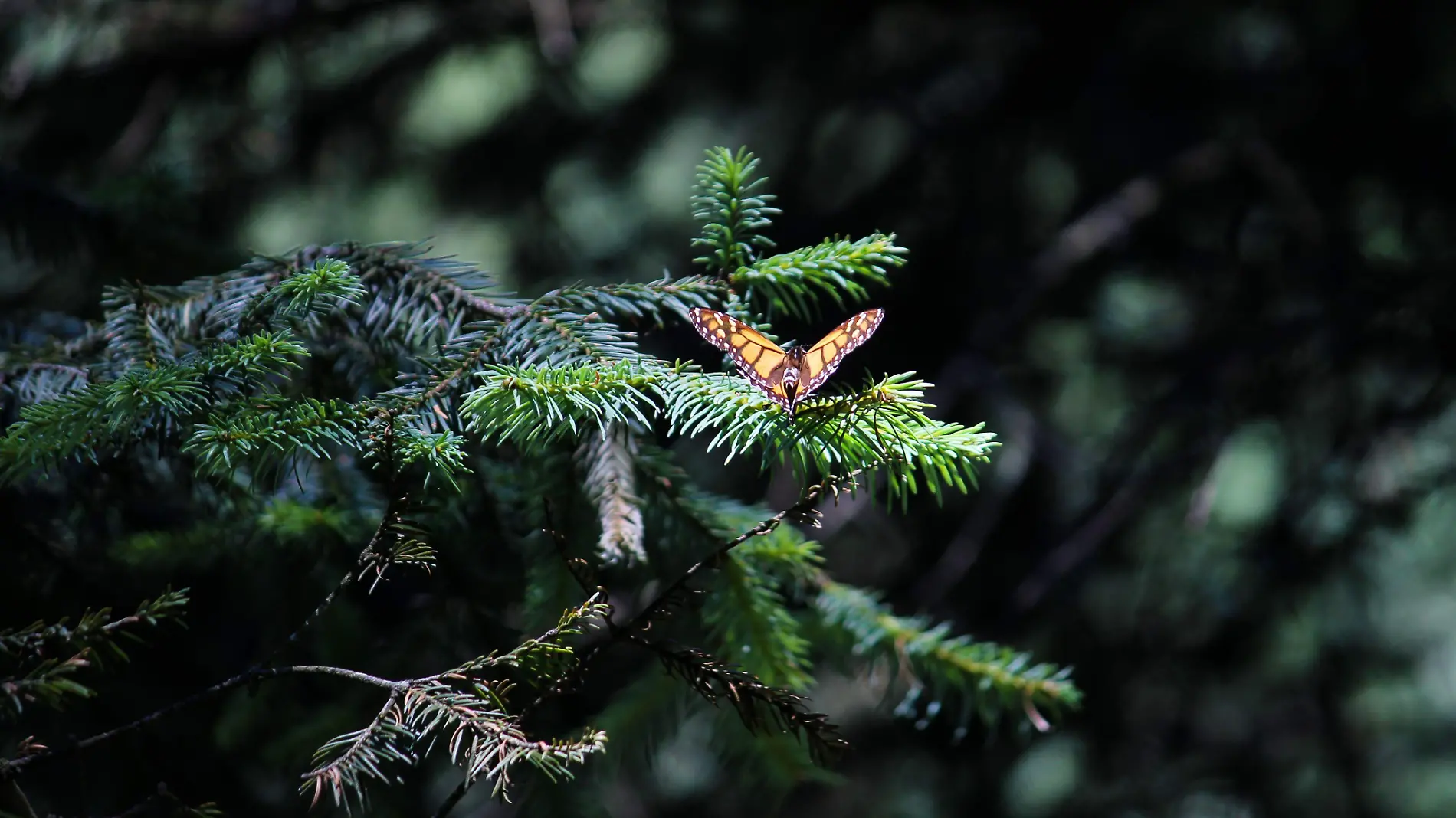 mariposa monarca en hoja